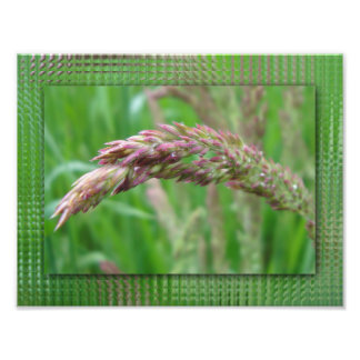 How the Grass Grows Photo Print