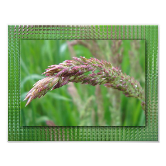 How the Grass Grows Photo Print (Front)