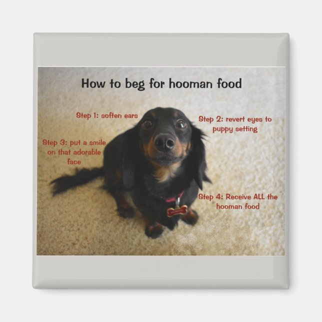 How to beg Funny Dog Magnet (Front)