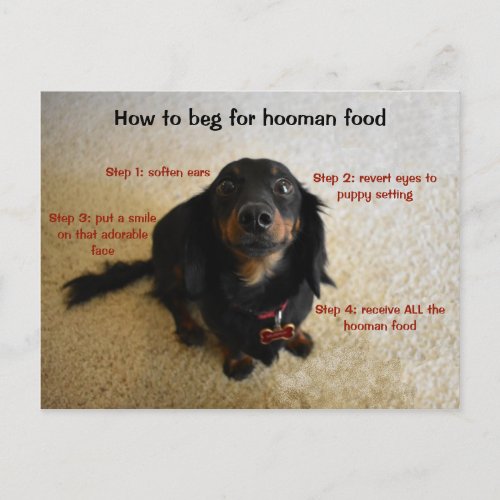 How to beg Funny Dog Postcard