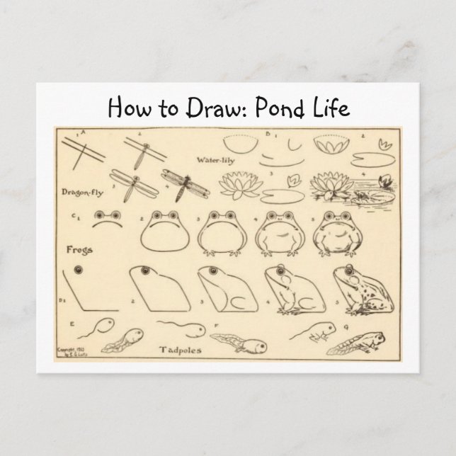 How to Draw Frogs Vintage Postcard (Front)