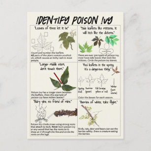 How to Identify Poison Ivy Plants - Hike Safe Postcard