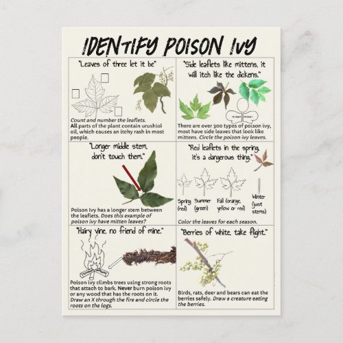 How to Identify Poison Ivy Plants _ Hike Safe Postcard