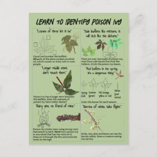 How to Identify Poison Ivy Plants - Hike Safe Postcard