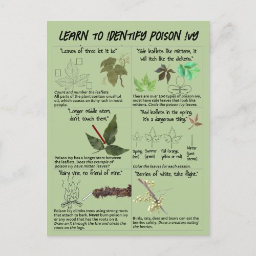How to Identify Poison Ivy Plants _ Hike Safe Postcard