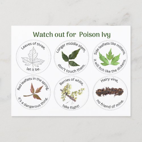 How to Identify Poison Ivy  Postcard