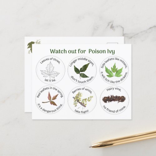 How to Identify Poison Ivy  Postcard