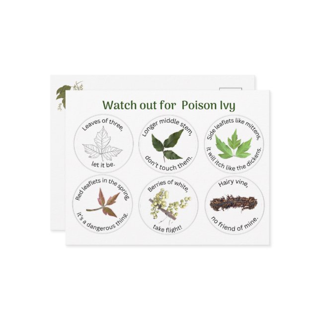 How to Identify Poison Ivy  Postcard (Front/Back In Situ)