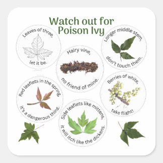 How to Identify Poison Ivy Square Sticker
