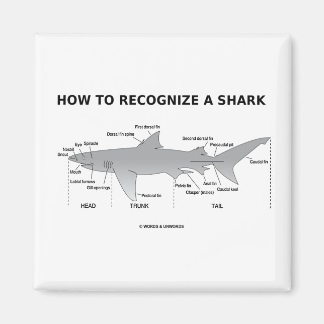 How To Recognize A Shark (Biology Humor) Magnet (Front)