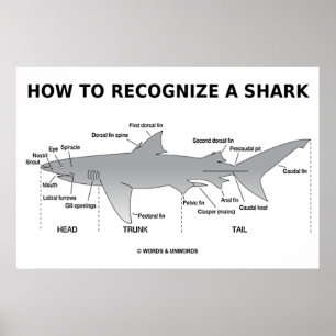 How To Recognize A Shark (Biology Humor) Poster