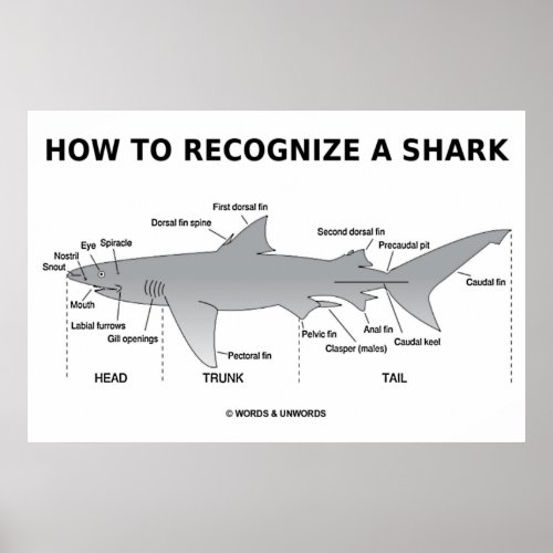 How To Recognize A Shark Biology Humor Poster
