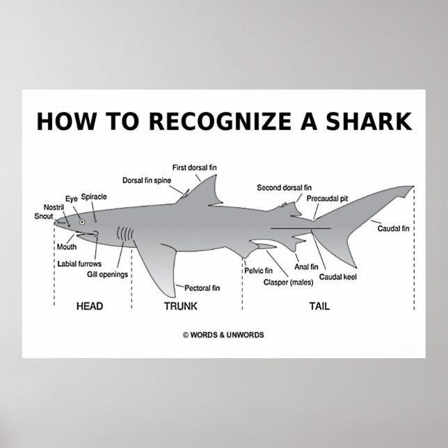 How To Recognize A Shark (Biology Humor) Poster (Front)