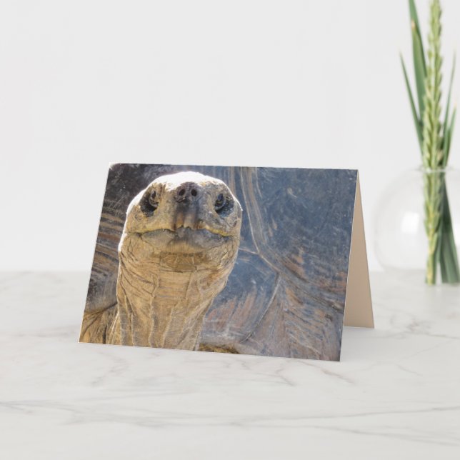 How Ya' Doin? Tortoise Greeting Card (Front)