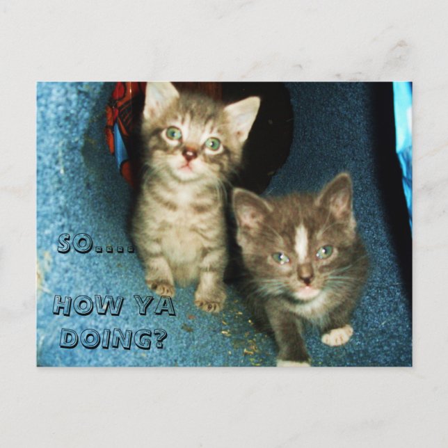HOW YA DOING, KITTY postcard (Front)