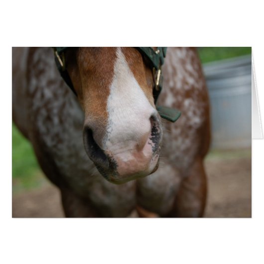 Howdy! (Front Horizontal)