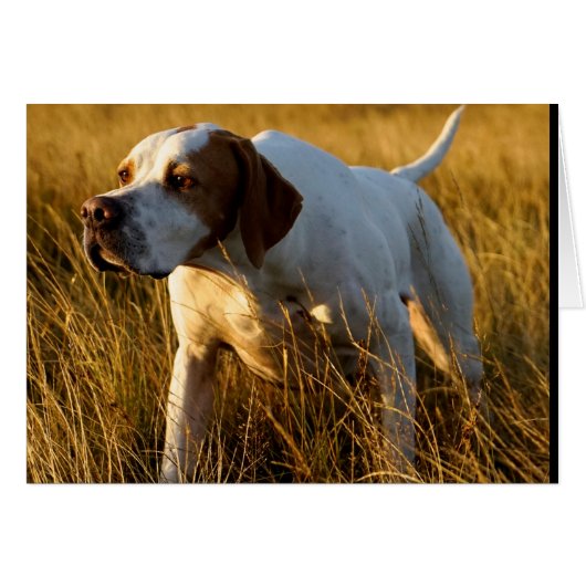 Howgillhounds cards Pointer (Front Horizontal)