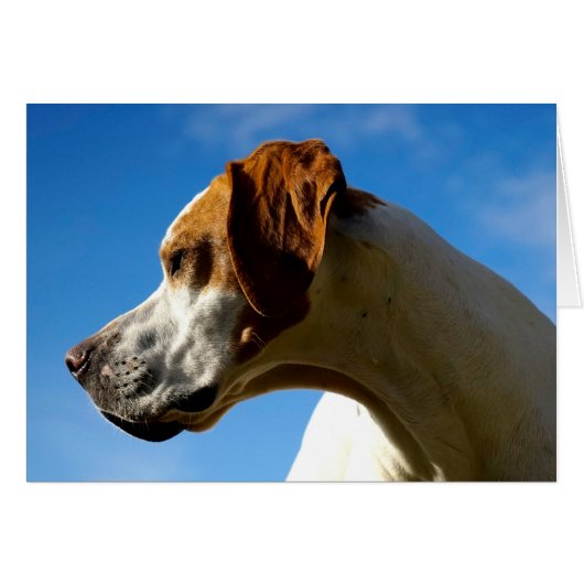 Howgillhounds cards Pointer Head (Front Horizontal)