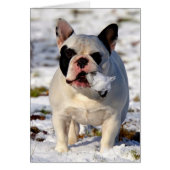 Howgillhounds French Bulldog Susan (Front)