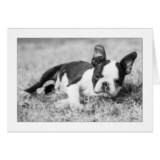 Howie in the Grass Cards