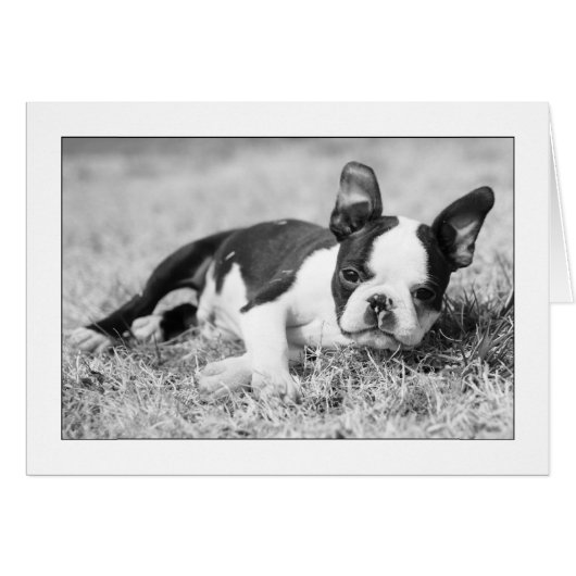 Howie in the Grass Cards (Front Horizontal)