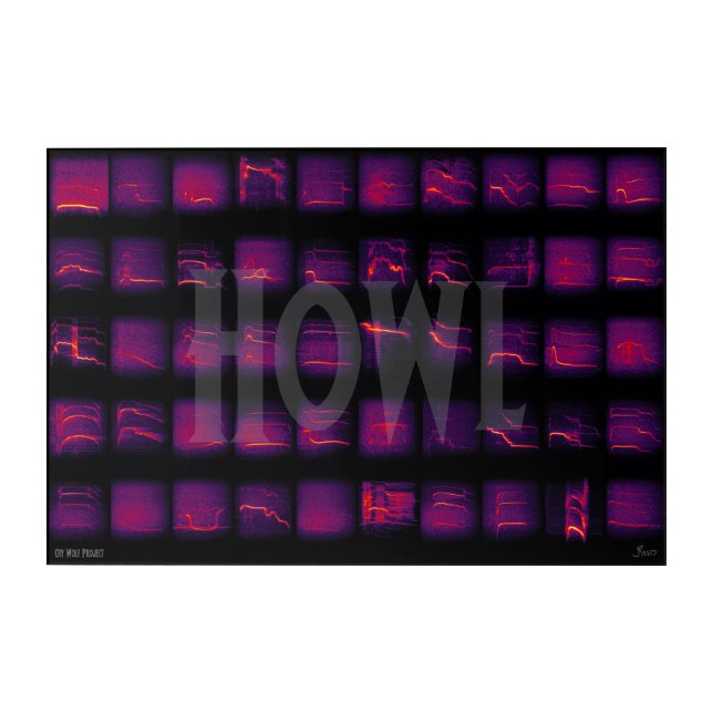 Howl: The Secret Language of Wolves Acrylic Print (Front)