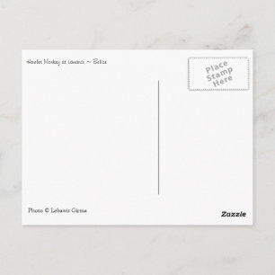 Howler Monkey, Belize Postcard