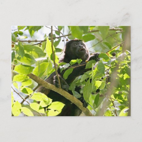 Howler Monkey in the Jungle Photo Postcard