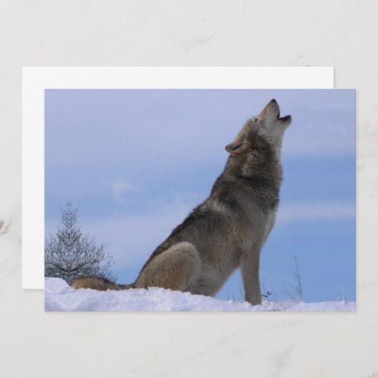 Howling Alaskan Timber Wolf (Front/Back)