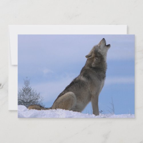 Howling Alaskan Timber Wolf
