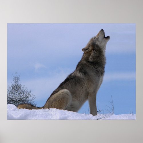 Howling Alaskan Timber Wolf Poster