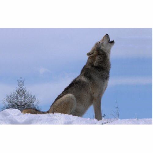 Howling Alaskan Timber Wolf Statuette