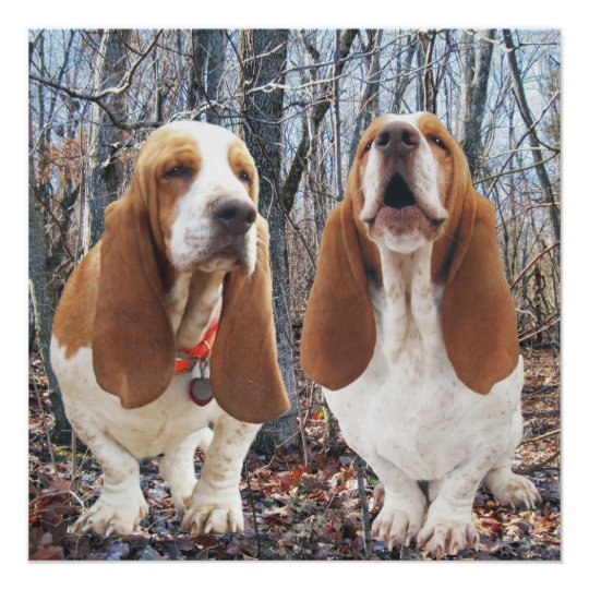 Howling Basset Hound Woodland Poster | Zazzle.com