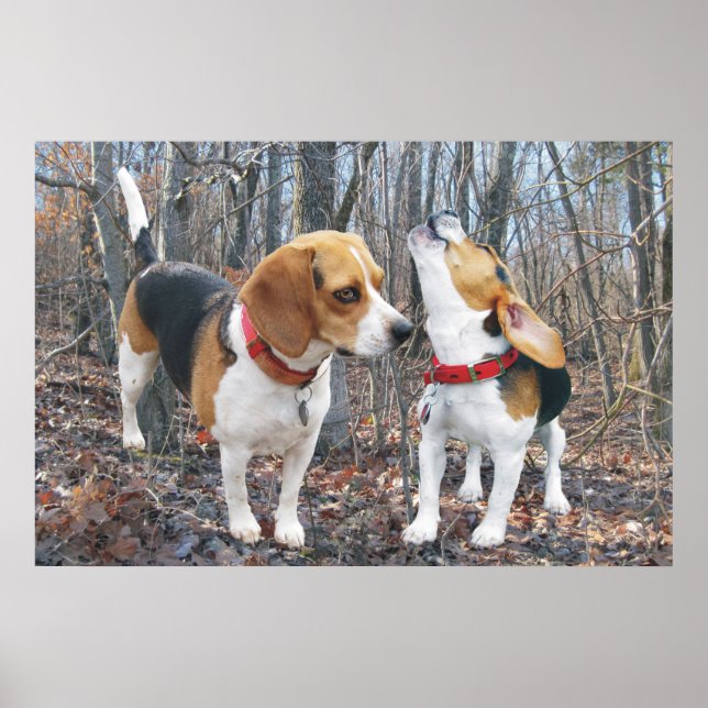 Howling Beagle & Beagle Buddy in Woods Poster (Front)