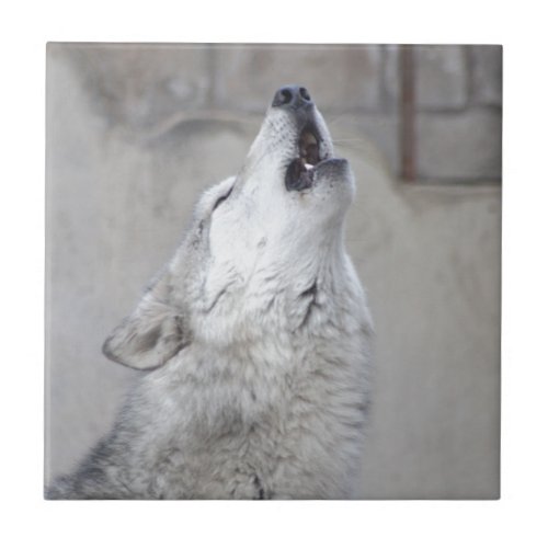 Howling Gray Wolf Ceramic Tile