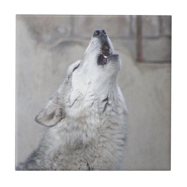 Howling Gray Wolf Ceramic Tile (Front)