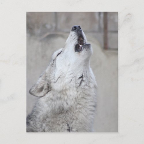 Howling Gray Wolf Postcard
