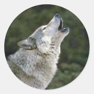 Howling grey wolf beautiful photo portrait, gift classic round sticker