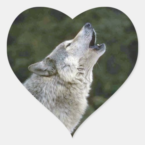 Howling grey wolf beautiful photo portrait gift heart sticker