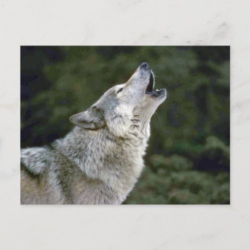 Howling grey wolf beautiful photo portrait postcard