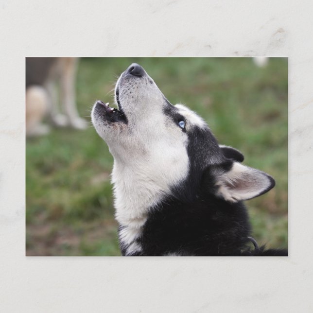 howling husky postcard (Front)