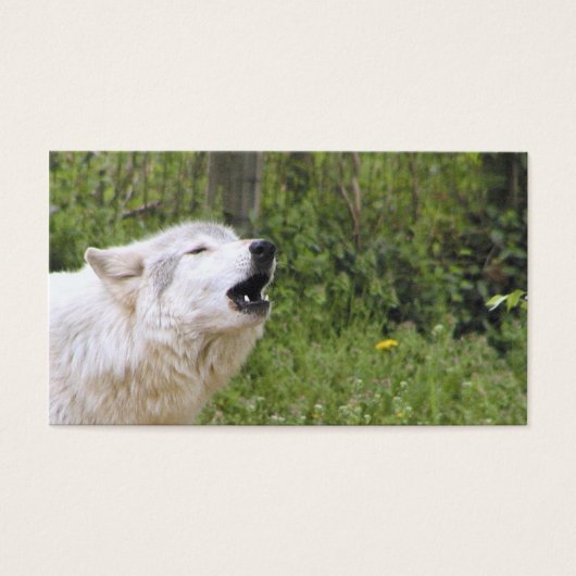 Howling timber wolf 3 (Front)