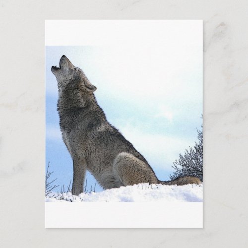 Howling Wolf in Snow Postcard