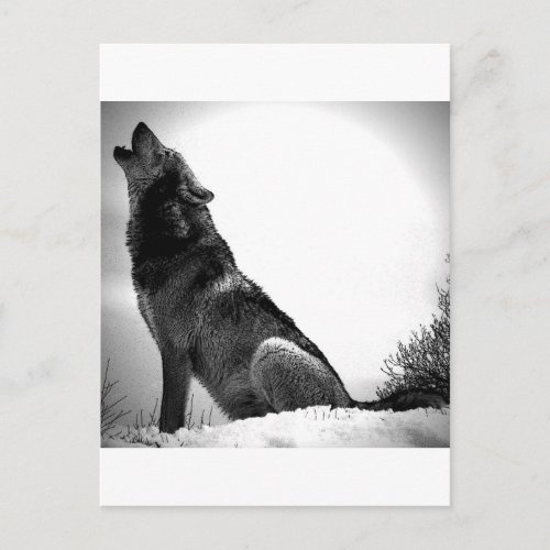 Howling Wolf in Snow Postcard