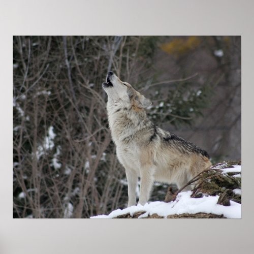 Howling Wolf In Winter Poster