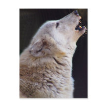 HOWLING WOLF POSTCARD
