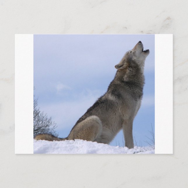 Howling Wolf Postcard (Front)