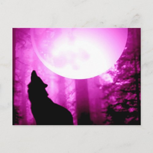 Howling Wolf Postcard