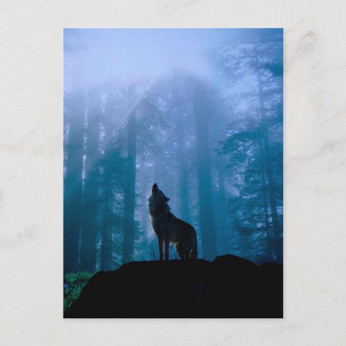 Howling wolf _ wild wolf _ forest wolf postcard