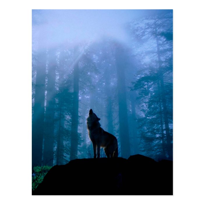 Howling Wolf Wild Wolf Forest Wolf Postcard Zazzle Com